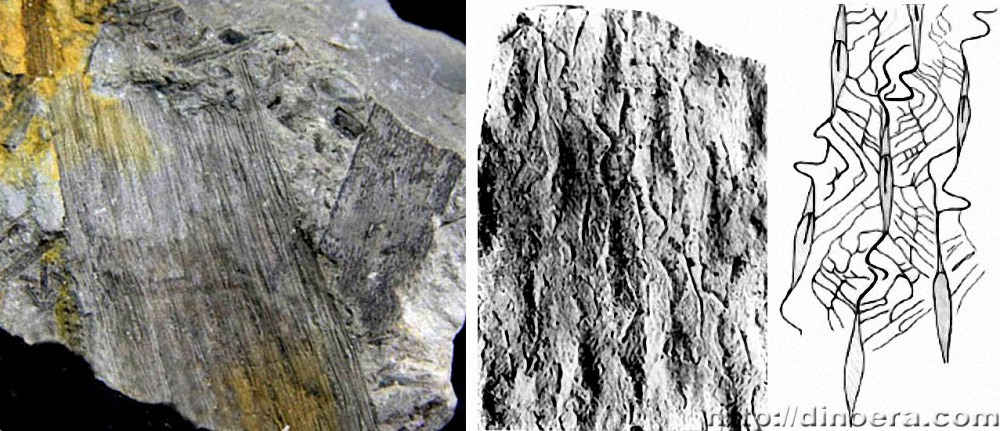 Sublepidodendron mirabile