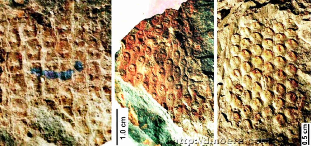 Sublepidodendron quadrata