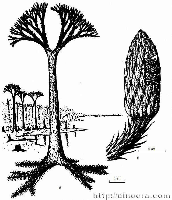 Sublepidodendron shvetzovii 02 
