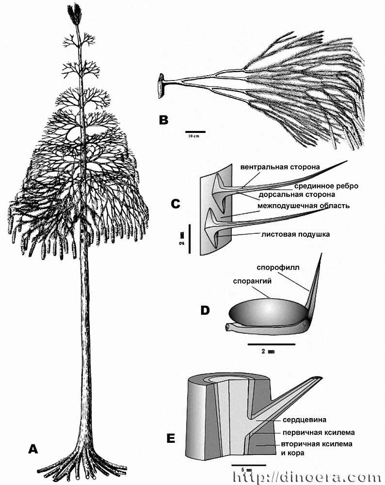 Sublepidodendron songziense 03-04-05-06-07 cc