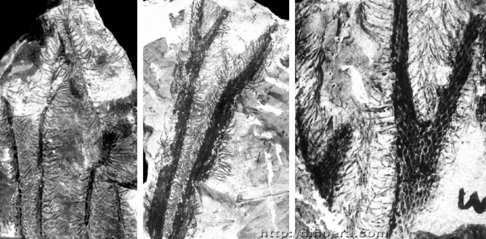 Sublepidodendron songziense 10-12-13 cc