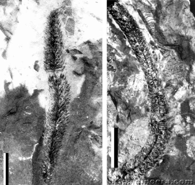 Sublepidodendron songziense 14-16 cc
