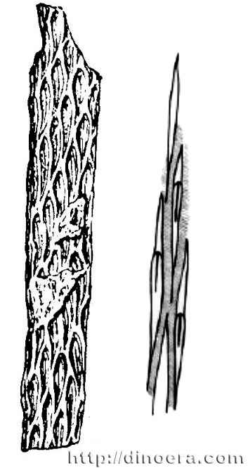 Sublepidodendron subfallax