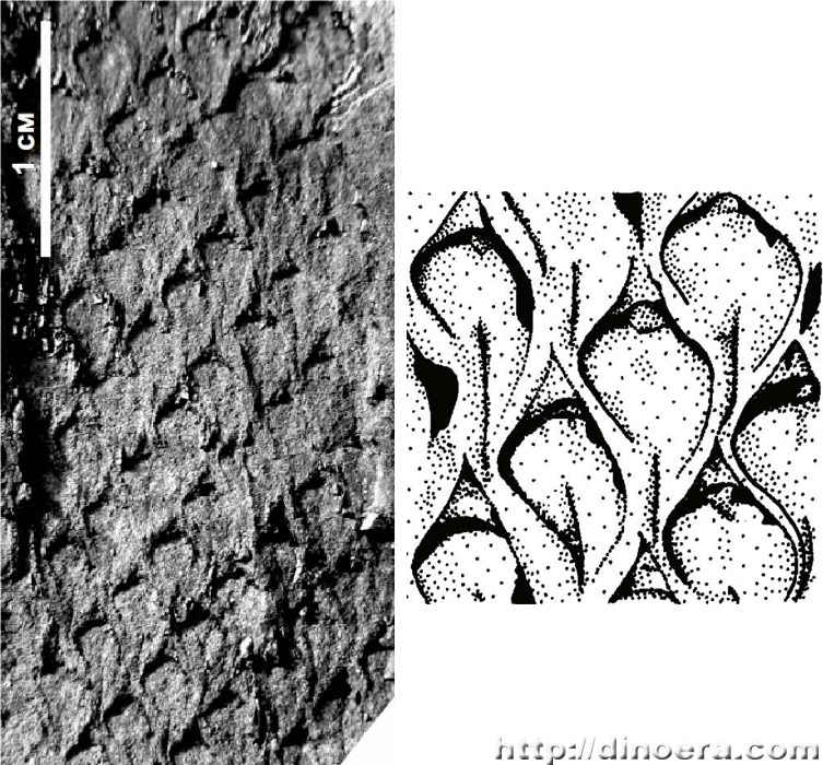 Sublepidodendron vuktylense