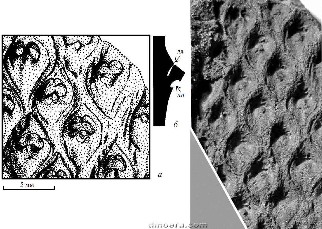 Sublepidophloios suvoroviensis 01-02 cc