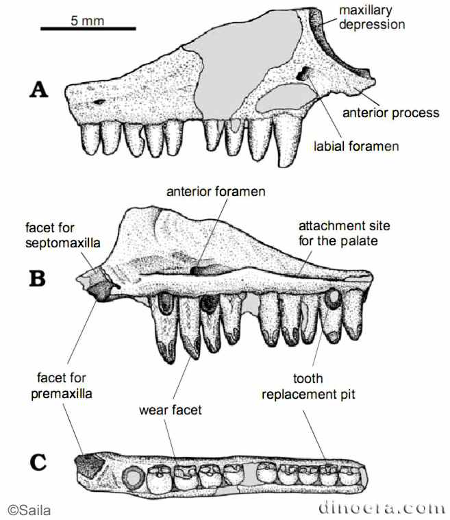 Suchonosaurus minimus