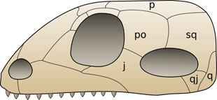 synapsida_skull