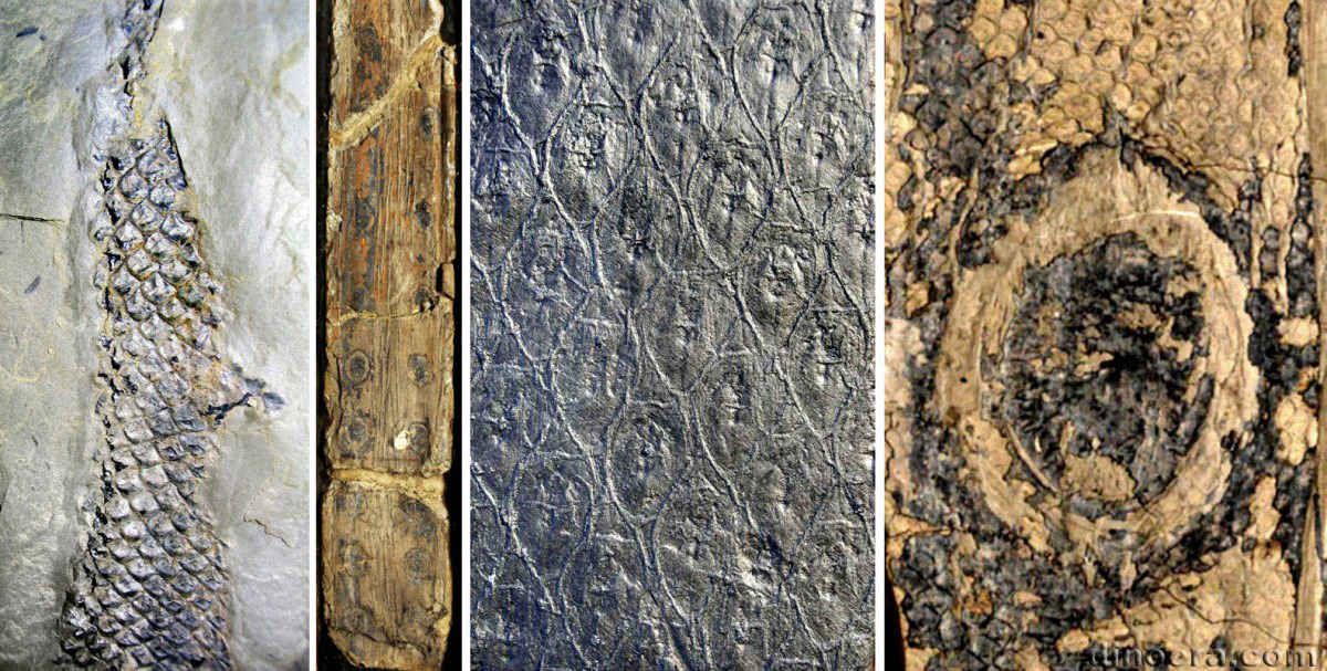 Synchysidendron 01-02-04-07 cc