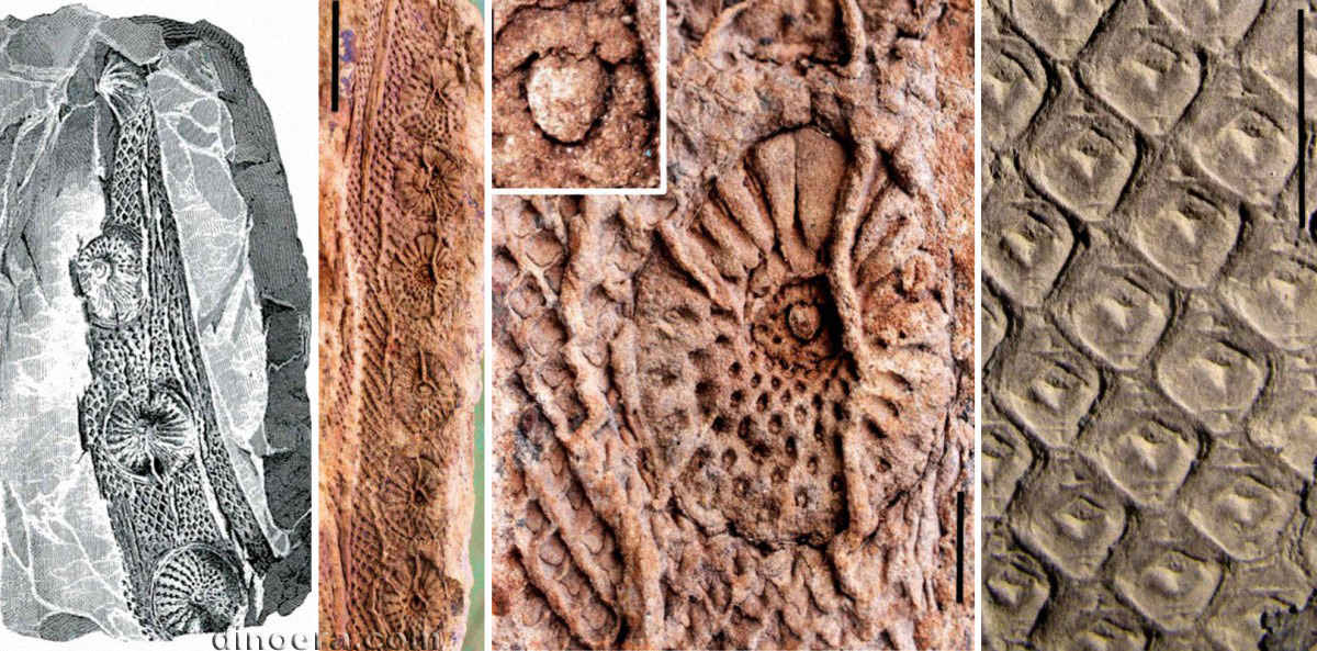 Synchysidendron 08-09-10-11 cc