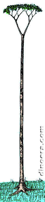 Synchysidendron dicentrum 01 cc