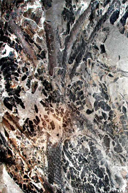 Synchysidendron dicentrum 02 cc