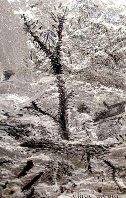 Synchysidendron dicentrum 03 cc