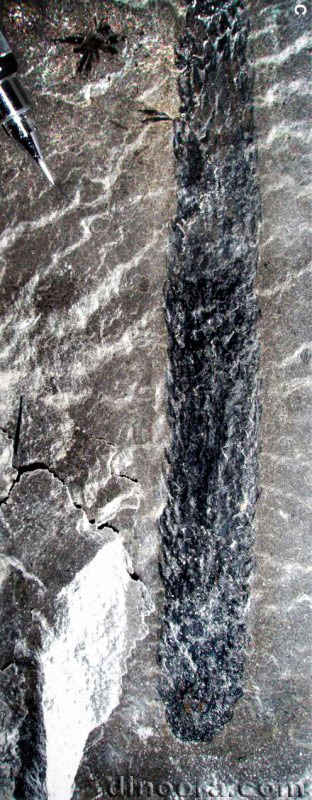 Synchysidendron dicentrum 04 cc