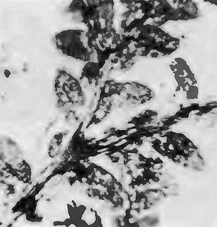 Synlycostrobus tyrmensis 02 cc