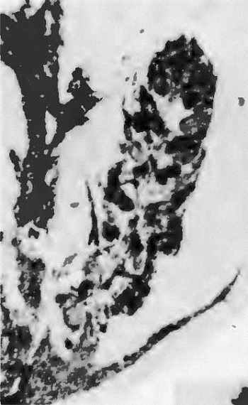 Synlycostrobus tyrmensis 10 cc