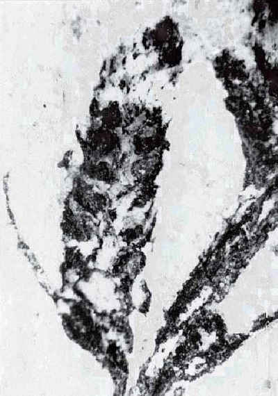 Synlycostrobus tyrmensis 12 cc