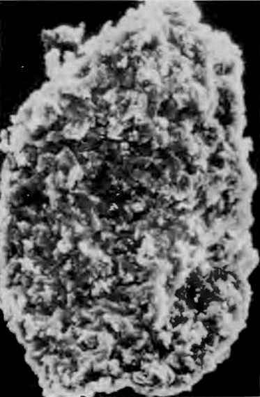 Synlycostrobus tyrmensis 16 cc