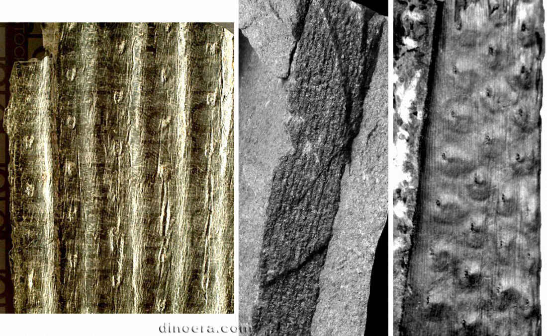 Syringodendron 02-04-05 cc