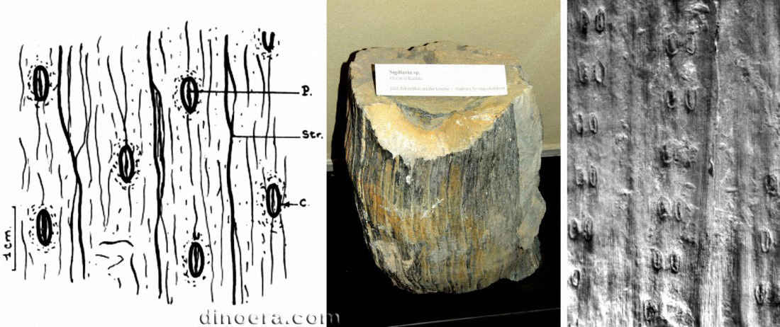Syringodendron 03-06-07 cc