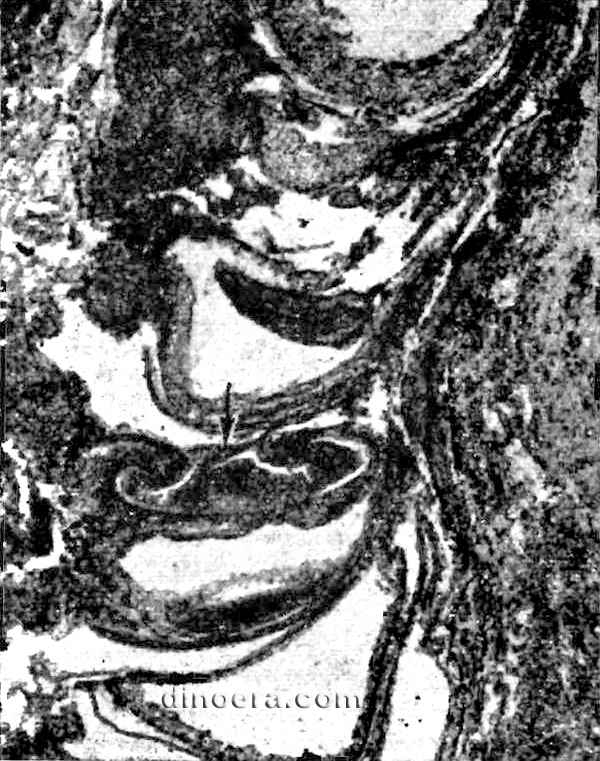 Takhtajanodoxa mirabilis 01