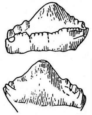 Taveirosaurus costai 03 cc