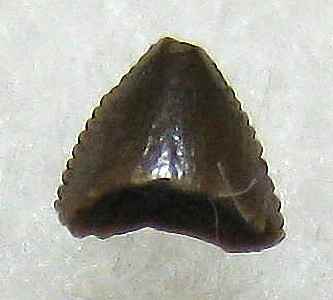 Technosaurus smalli 05 cc