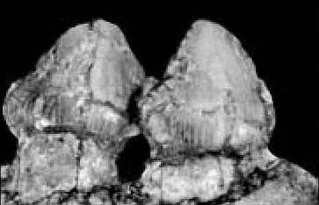 Technosaurus smalli 06 cc