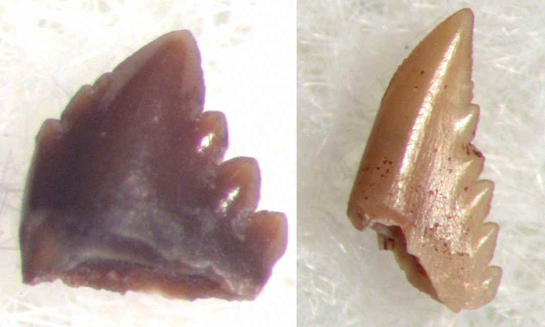 Tecovasaurus murrayi 01-02 cc