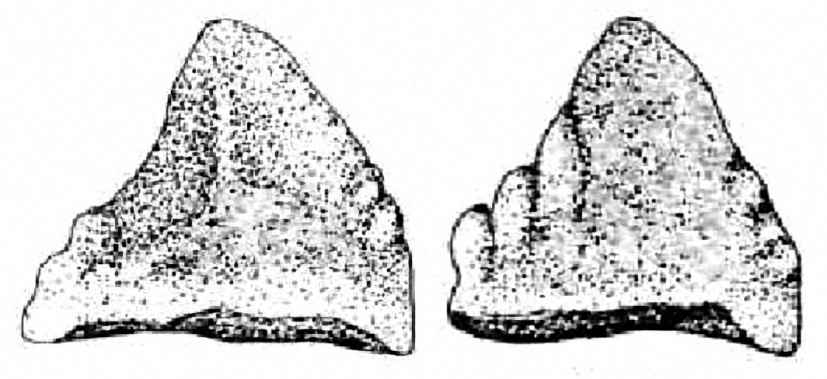 Tecovasaurus murrayi 04 cc