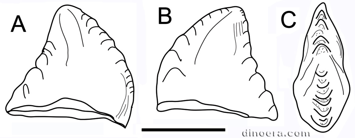 Tecovasaurus murryi 04