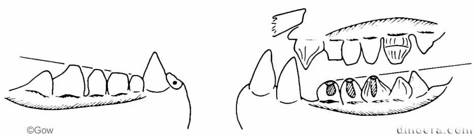 Theledectes perforatus