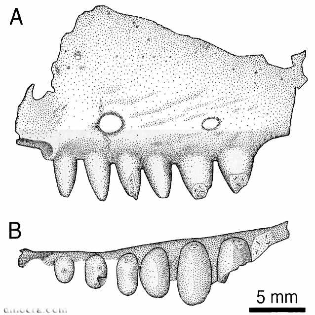 Thelegnathus browni