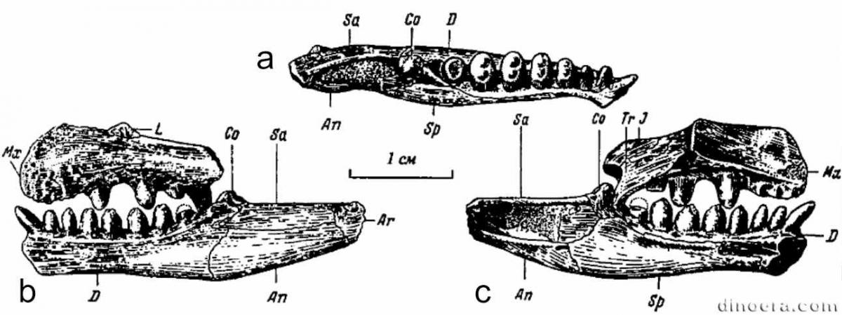 Tichvinskia jugensis Tichvinskia jugensis