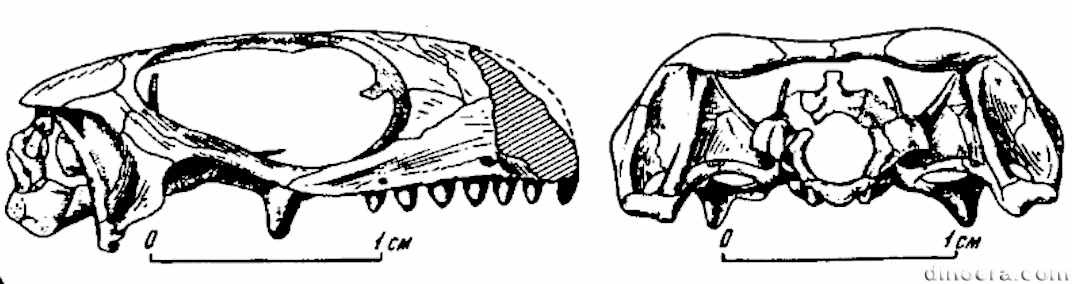 Timanophon raridentatus Timanophon raridentatus