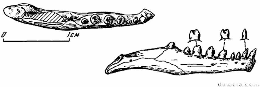 Timanophon raridentatus Timanophon raridentatus