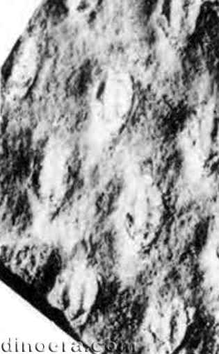 Tomiodendron asiaticum 01 cc