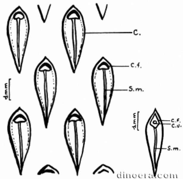 Tomiodendron collombii 03 cc