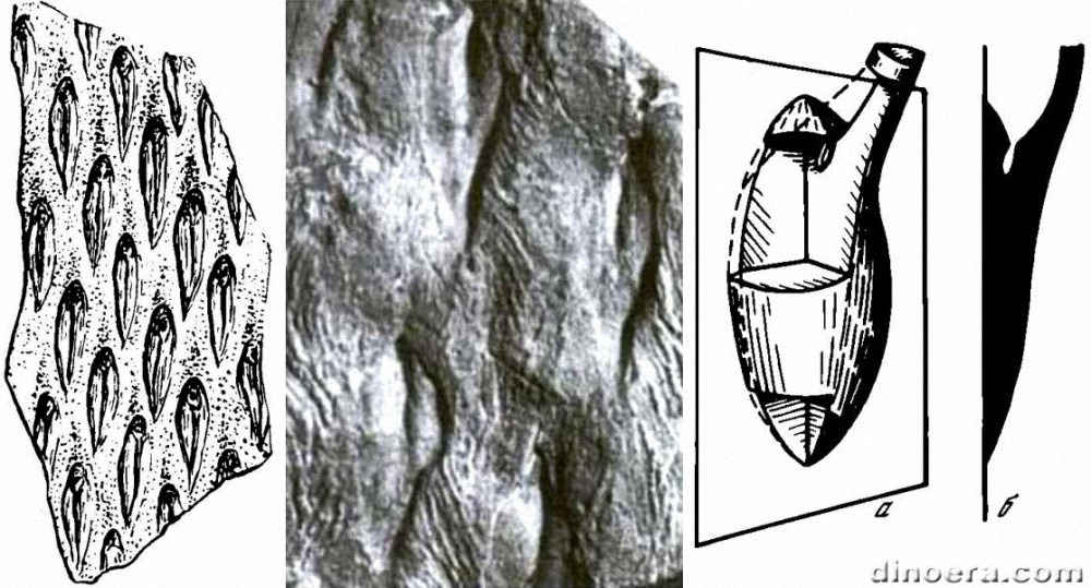 Tomiodendron kemeroviense 01-02-04 cc