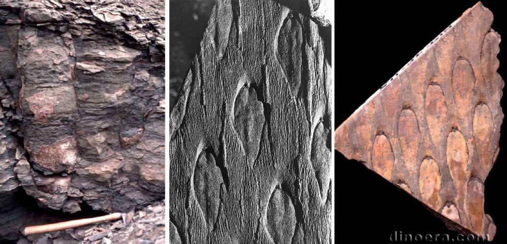 Tomiodendron peruvianum 01-02-03 cc