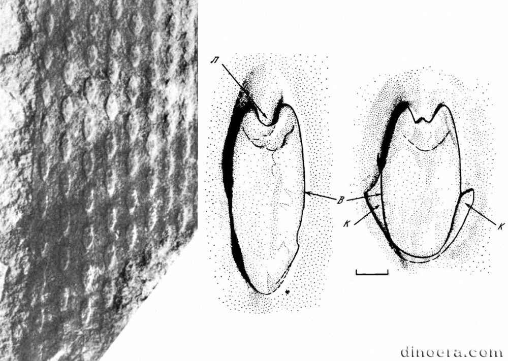 Tomiodendron regulare 02-03 cc