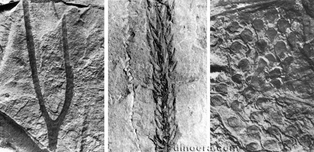 Tomiodendron variabilis 03-04-05 cc