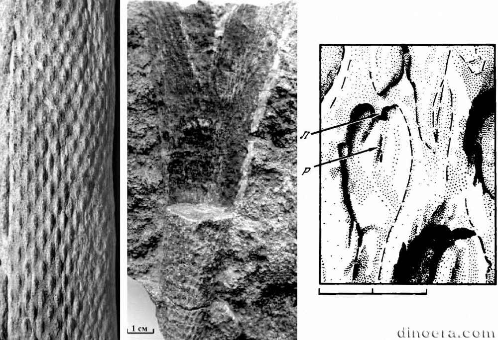 Tomiodendron varium 01-02-05 cc