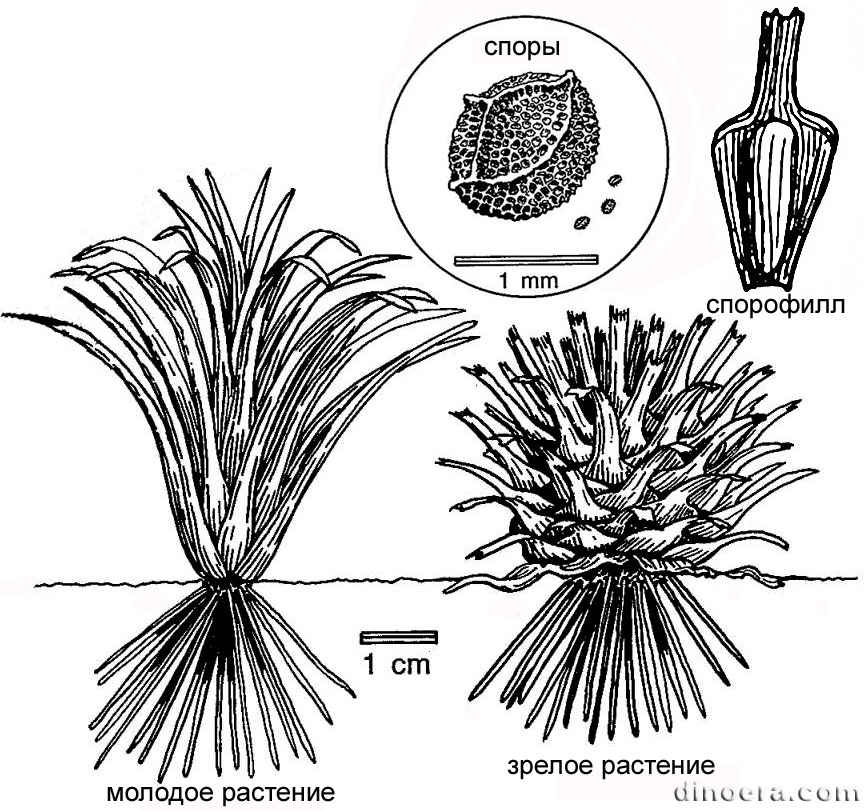 Tomiostrobus australis 01-08 cc