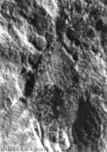 Tomiostrobus australis 02 cc