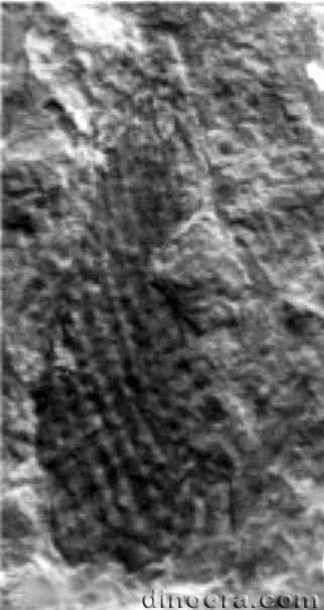 Tomiostrobus australis 03 cc