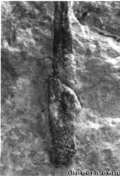 Tomiostrobus australis 04 cc