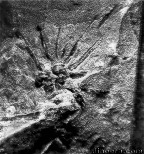 Tomiostrobus australis 05 cc