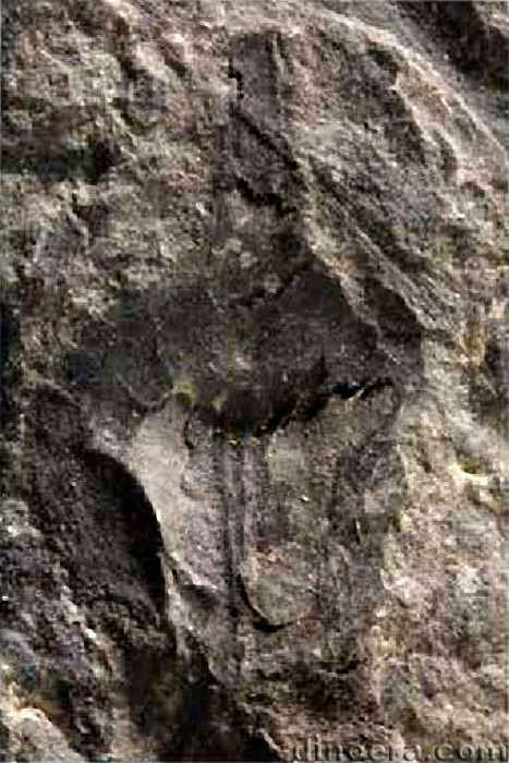 Tomiostrobus gorskyi 02 cc