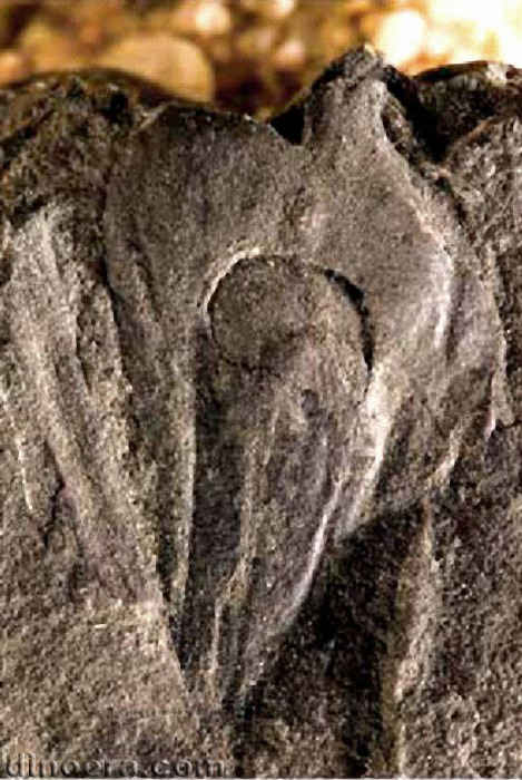 Tomiostrobus gorskyi 03 cc