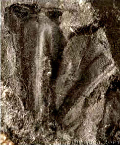 Tomiostrobus migayi 03 cc